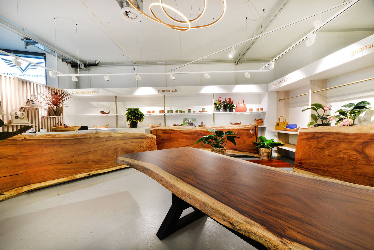 Bella - Guanacaste Tisch (Ausstellungstisch)