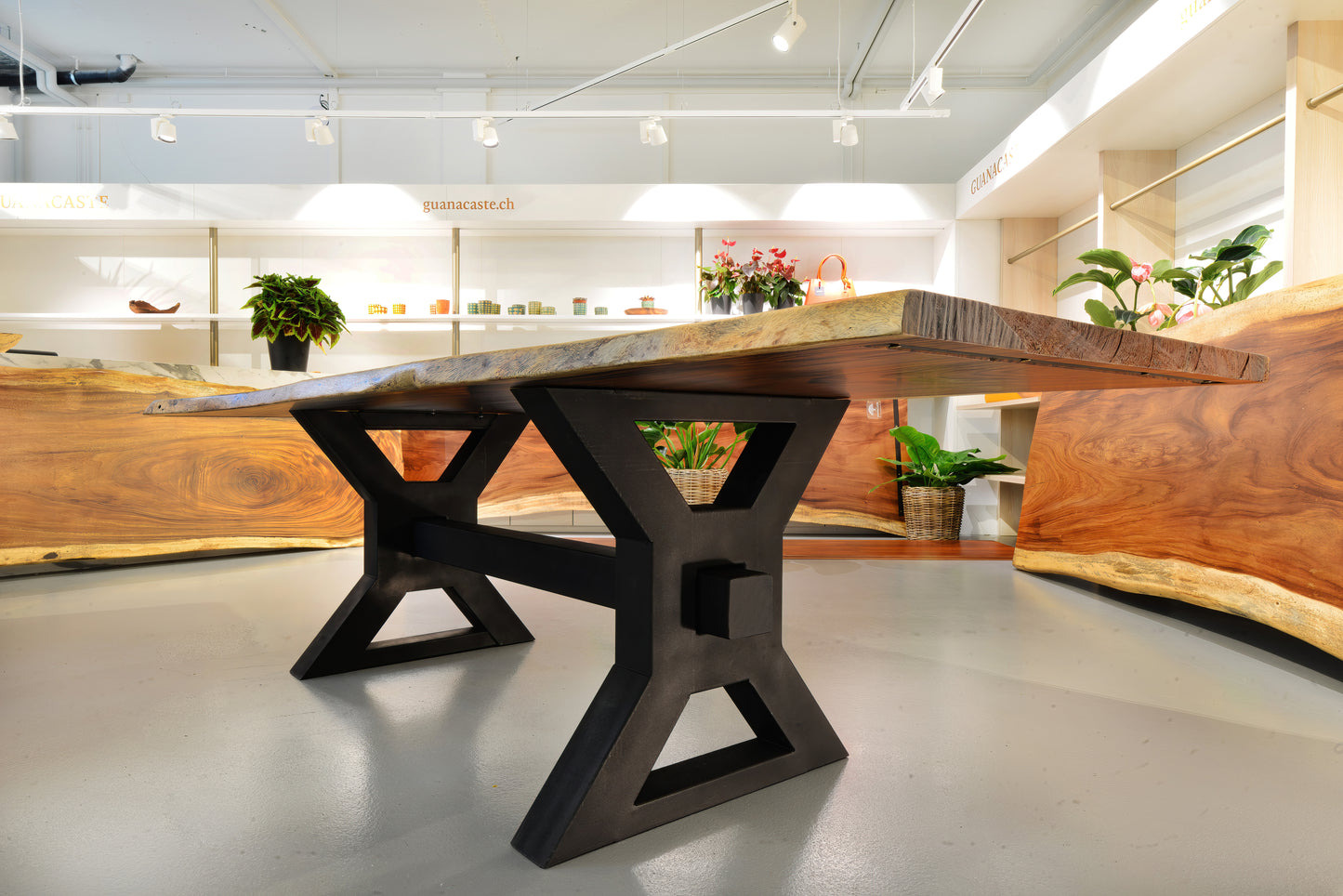 Bella - Guanacaste Tisch (Ausstellungstisch)